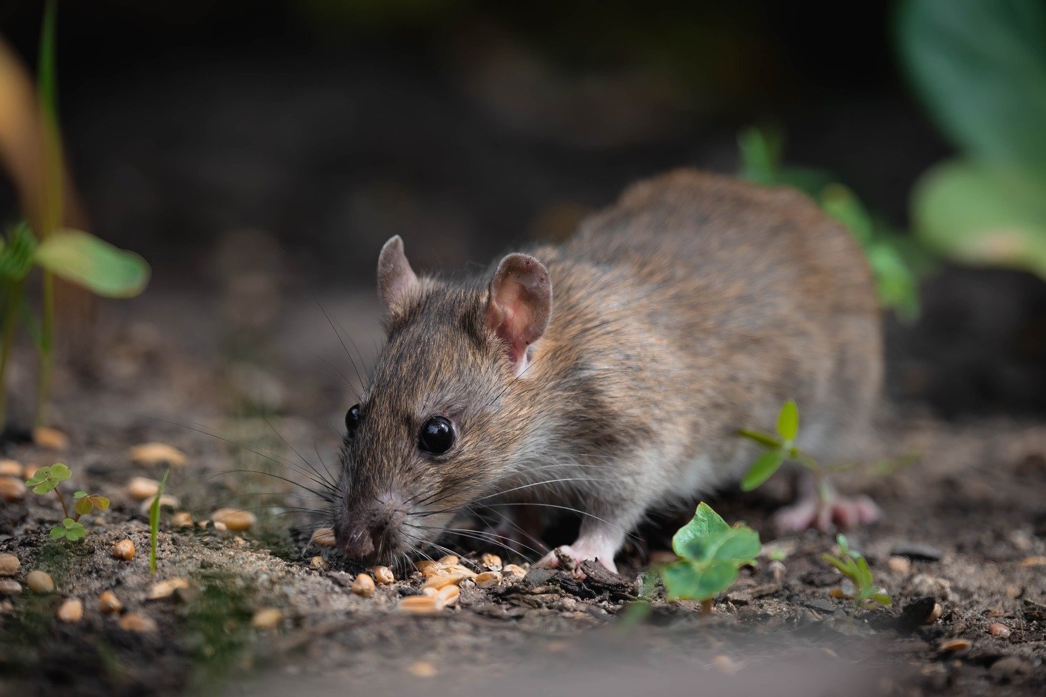 Ratto grigio a Milano