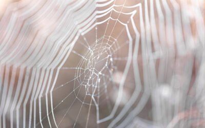 Perché si formano le ragnatele negli angoli di scale e pianerottoli condominiali e come gestirle